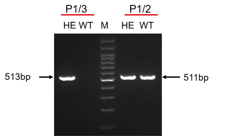 Image for ASHU-2000055