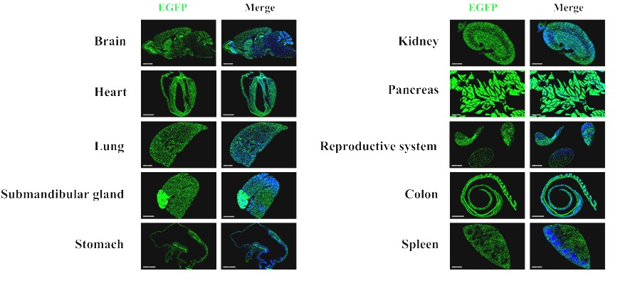 Image for ASKI-200045