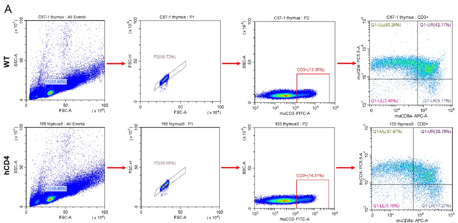 Image for ASHU-00115