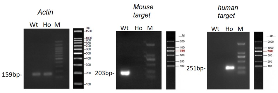 Image for ASHU-190064