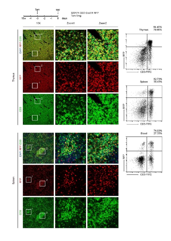 Image for ASKI-18017