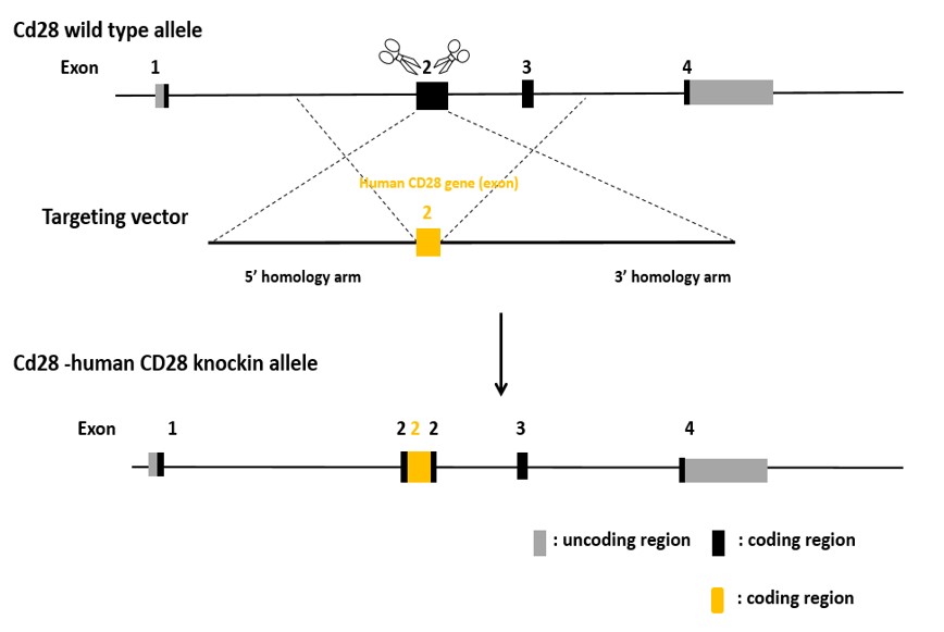 Image for ASHU-190011