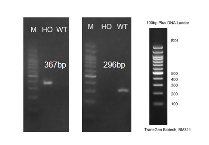 Image for ASHU-2000067