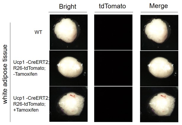 Image for ASKI-190102