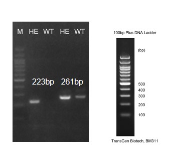 Image for ASHU-215004