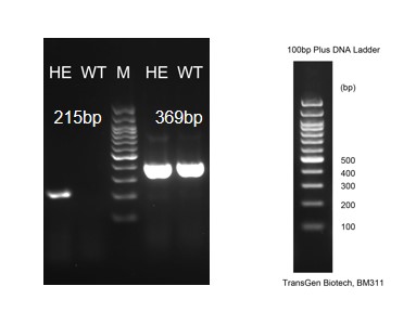 Image for ASHU-204987