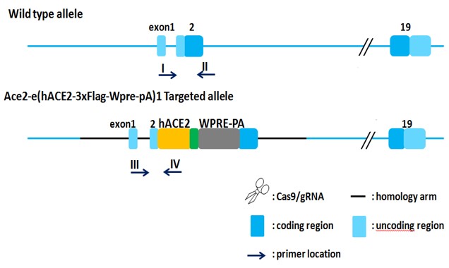 Image for ASHU-200218