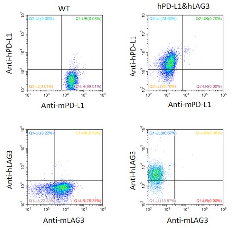 Image for ASHU-00137