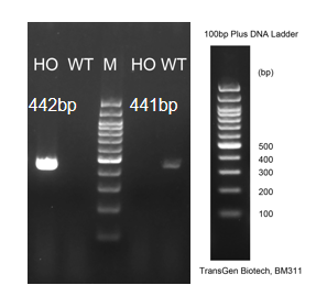 Image for ASHU-2000078