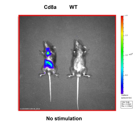 Image for ASKI-18030