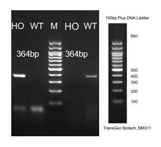 Image for ASHU-210015