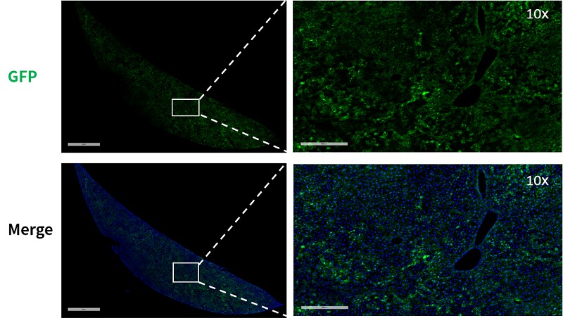 Image for ASKI-200054