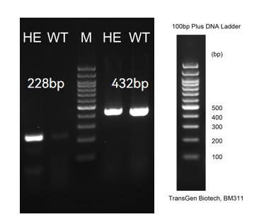 Image for ASHU-204986