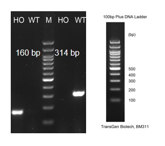 Image for ASHU-215002