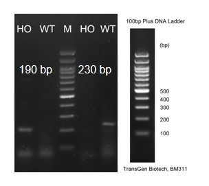 Image for ASHU-190069