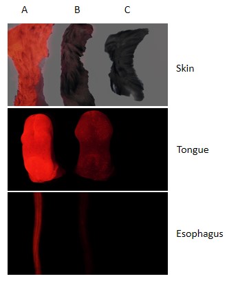 Image for ASKI-190024