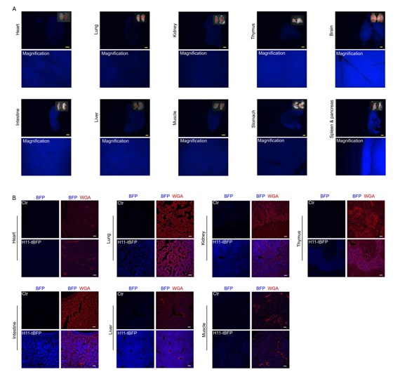 Image for ASKI-190006