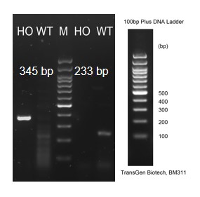 Image for ASHU-190074