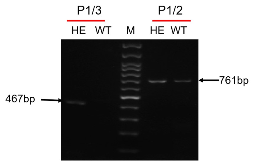 Image for ASHU-2000040