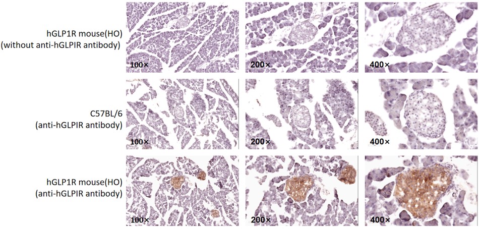 Image for ASHU-200220