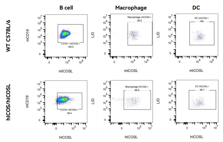 Image for ASHU-00095