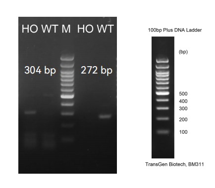 Image for ASHU-200255