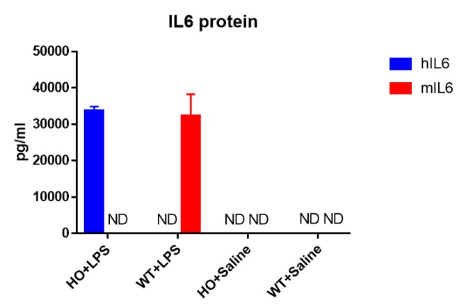 Image for ASHU-190025