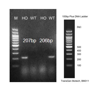 Image for ASHU-190001