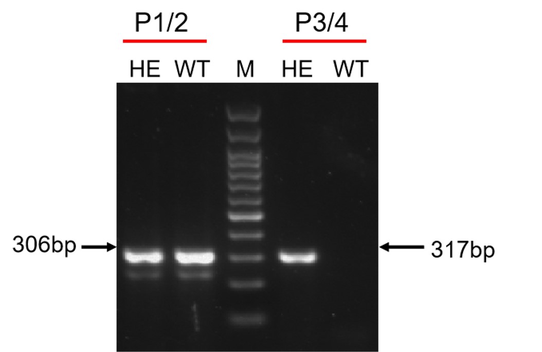 Image for ASHU-200261