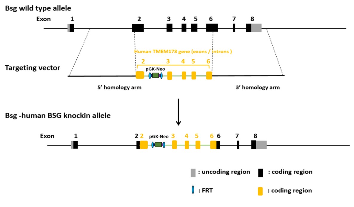 Image for ASHU-2000021