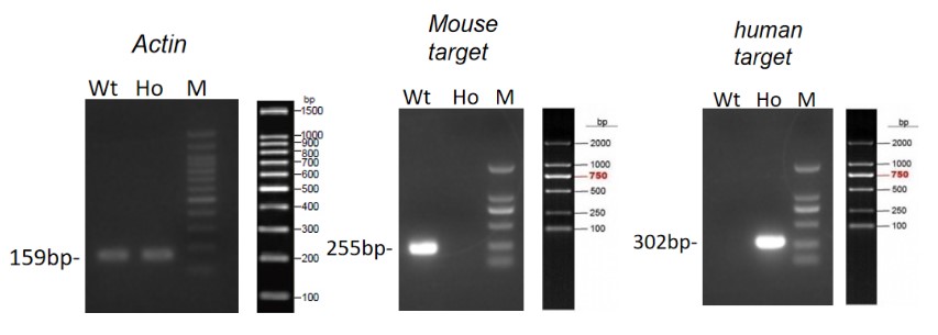 Image for ASHU-190048